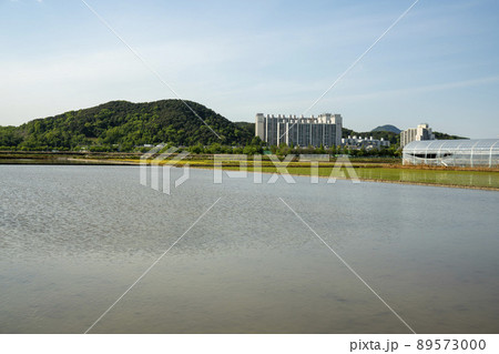 風景 田畑 始興市 89573000