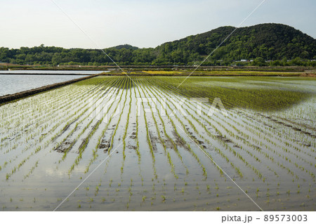稲 風景 苗 89573003