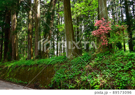 日光街道杉並木 日光街道杉並木 89573096