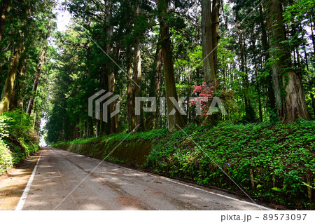 日光街道杉並木 日光街道杉並木 89573097