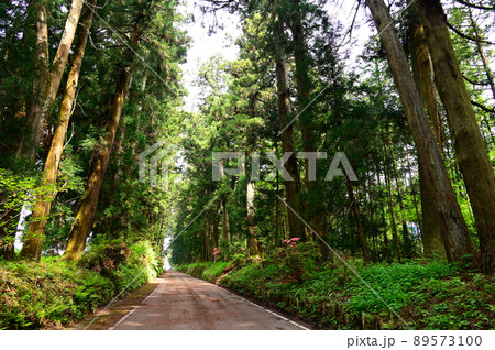 日光街道杉並木 日光街道杉並木 89573100