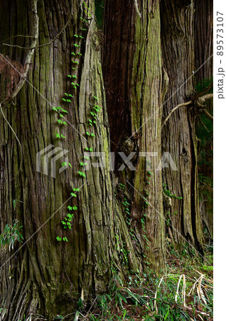 日光街道杉並木 89573107