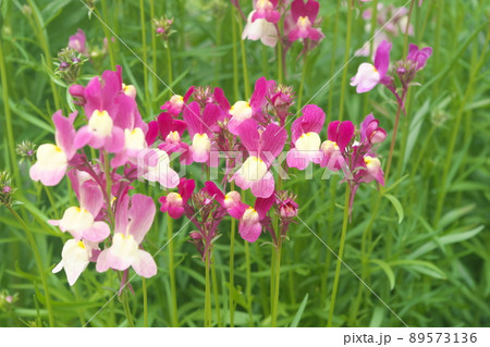 リナリアの紫色花【緑背景】 89573136