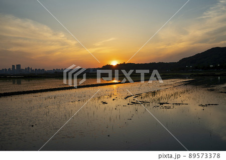 風景 田畑 始興市 89573378