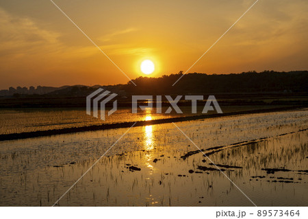 風景 田畑 始興市 89573464