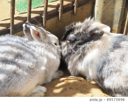 寄り添って眠る仲良し兎 寄り添って眠る仲良し兎 89573696