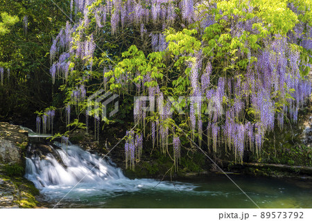 山口県 一貫野の藤 山口県 一貫野の藤 89573792