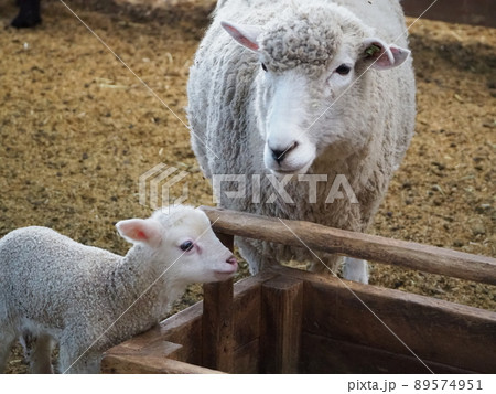 羊のお母さんと子供の写真素材 [89574951] - PIXTA