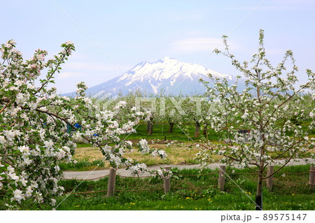 弘前市りんご公園から望むりんごの花と岩木山 89575147
