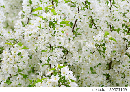 弘前市りんご公園の満開のりんごの花 89575169