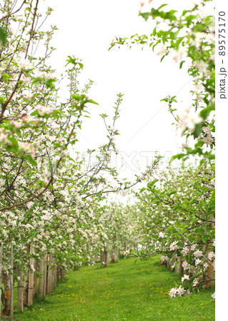 弘前市りんご公園のりんごの花 89575170