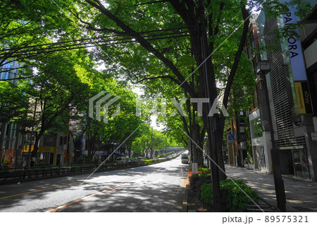5月 渋谷1036新緑のケヤキ並木・表参道 5月 渋谷1036新緑のケヤキ並木・表参道 89575321