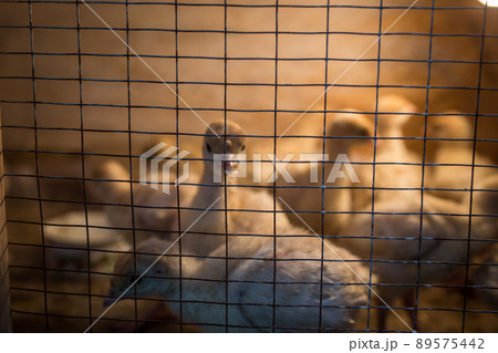 Yellow turkeys in a box with a bright light bulb Yellow turkeys in a box with a bright light bulb 89575442