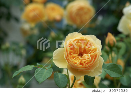 薔薇の花 グラハム・トーマス イングリッシュローズ 薔薇の花 グラハム・トーマス イングリッシュローズ 89575586
