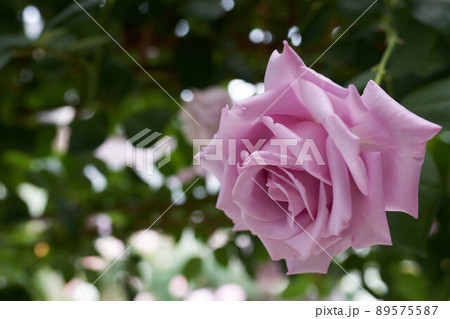 薔薇の花 ブルームーン 薔薇の花 ブルームーン 89575587