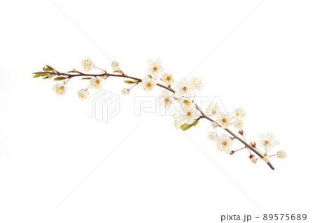 Blossoming cherry branch with white flowers isolated on white background 89575689