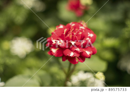 美しい一輪のバラの花 89575733