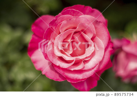 美しい一輪のバラの花 89575734