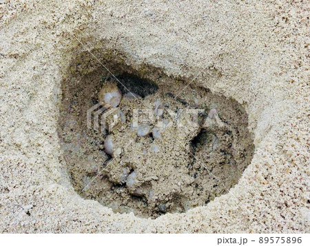 砂浜の中のアカウミガメの卵 89575896