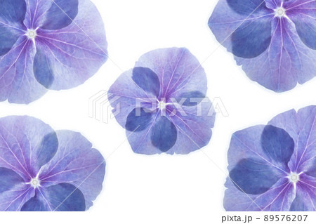Beautifulbacklit pattern photo of blue and purple hydrangea flower watercolor petals. Natural background for quotes or blog. Amazing blossom detail Beautifulbacklit pattern photo of blue and purple hydrangea flower watercolor petals. Natural background for quotes or blog. Amazing blossom detail 89576207