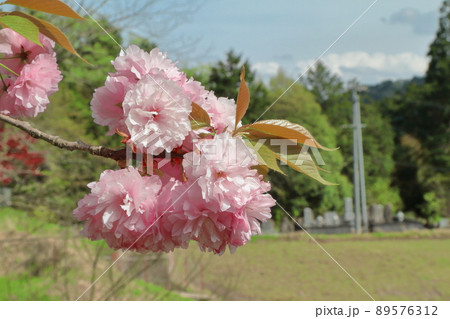 八重桜 89576312