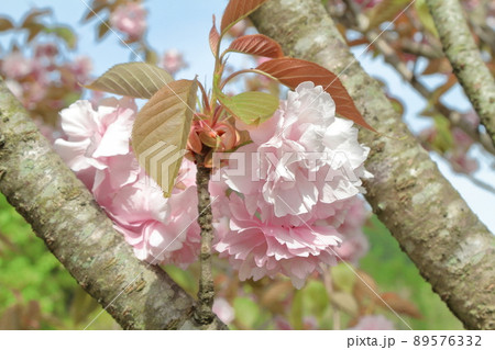 八重桜 八重桜 89576332
