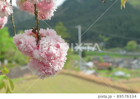 八重桜 89576334