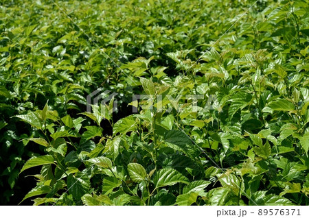 クワチャ畑 クワチャ畑 89576371