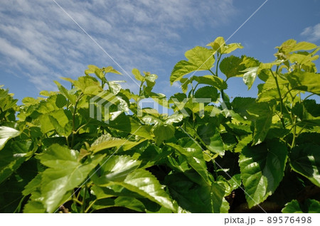 クワチャ畑 クワチャ畑 89576498