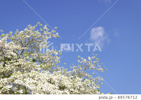 ハナミズキと青空 ハナミズキと青空 89576712