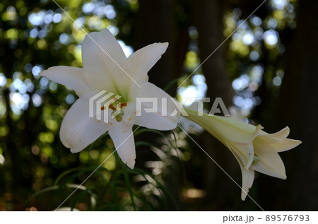 夏の緑地の中に、白く優雅に輝き咲き揺れるテッポウユリの花 89576793