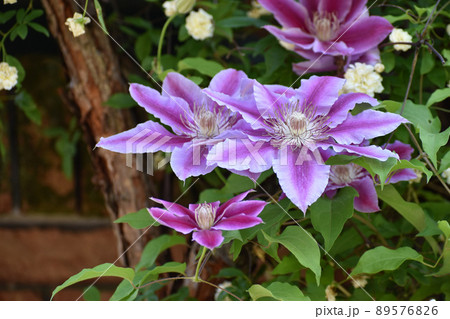 華やかなクレマチス 【公式通販】