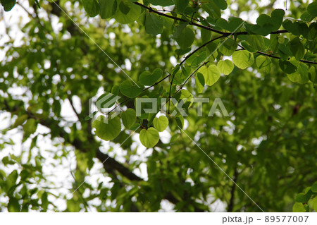 新緑の頃 新緑の頃 89577007