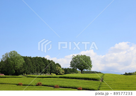 茶畑の絶景風景 大渕笠場 茶畑の絶景風景 大渕笠場 89577233