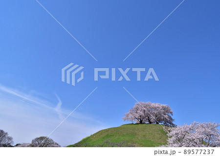 さきたま古墳群・丸墓山古墳の桜 さきたま古墳群・丸墓山古墳の桜 89577237