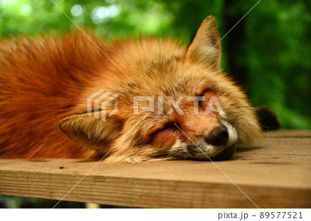 宮城蔵王キツネ村のキツネ 89577521