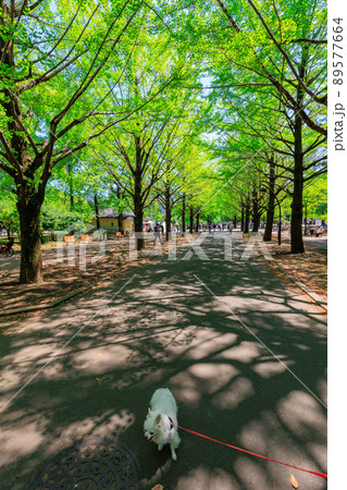 東京　練馬区にある光が丘公園　いちょう並木 89577664