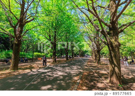 東京　練馬区にある光が丘公園　いちょう並木 89577665