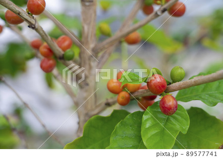 コーヒーの実 89577741