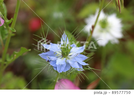 クロタネソウの花 89577750