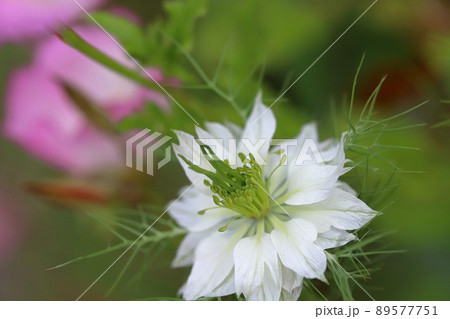 クロタネソウの花 89577751