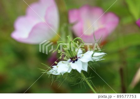 クロタネソウの花 クロタネソウの花 89577753