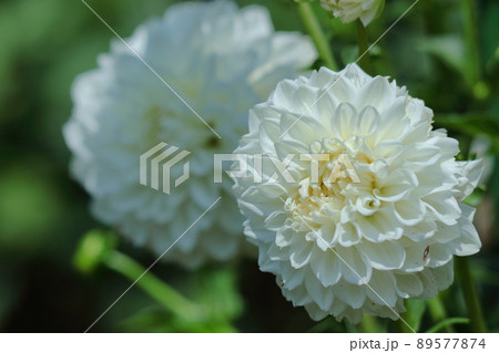 色鮮やかな大輪 89577874