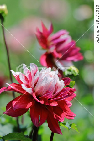 色鮮やかな大輪 89578010