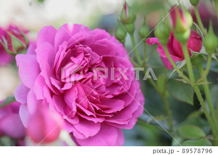 バラ バラ 89578796