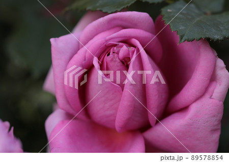 バラ 89578854