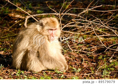 上高地で春の陽気にのんびりとする猿　野生動物 89579079