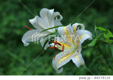 ユリの王様 89579110