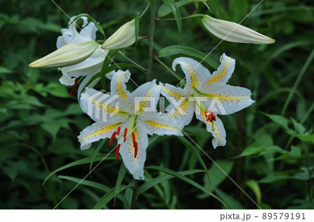 ユリの王様 89579191