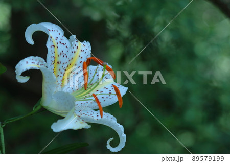 ユリの王様 ユリの王様 89579199